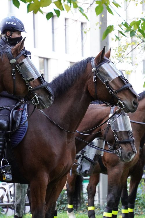 Polizei-Pferde am Tag der Querdenken Demo