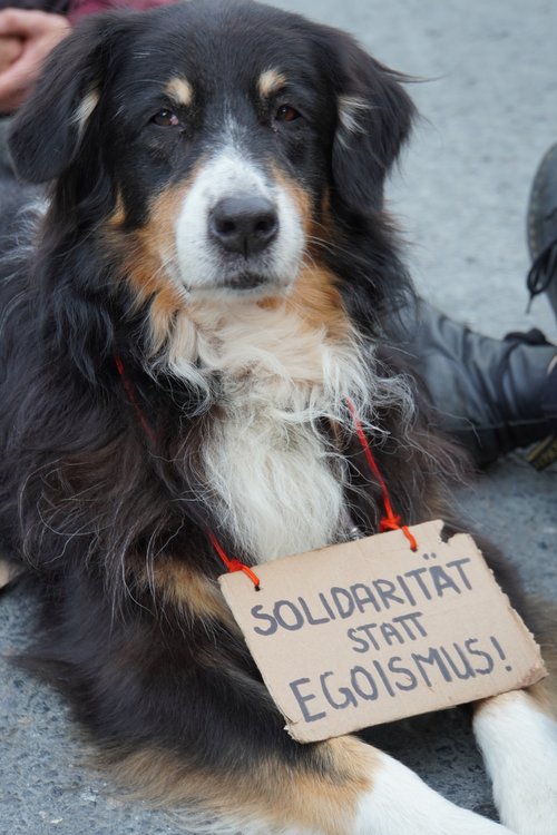 Querdenken-Gegendemo. Hund mit Schild. Solidarität statt Egoismus